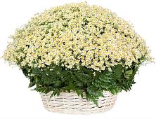 Цветочная композиция из Ромашки в корзине #REPLACE_PRED# Саянский
